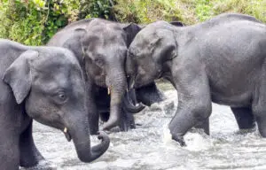 Playful Elephants