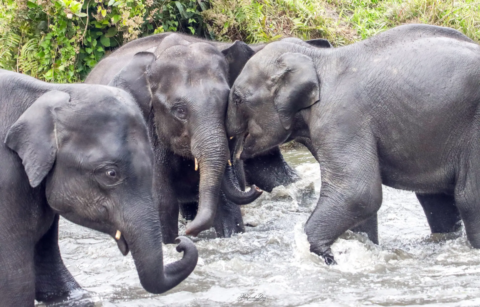 Playful Elephants