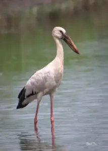 Asian openbill stork 1