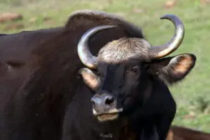 Indian Bison 5