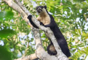 Malayan giant squirrel 4