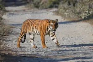 Royal Bengal Tiger 2