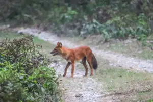 Wild dog 2